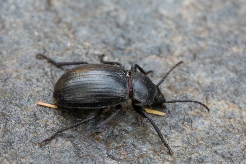 Réf. 245 454 : Euboeus ebeninus